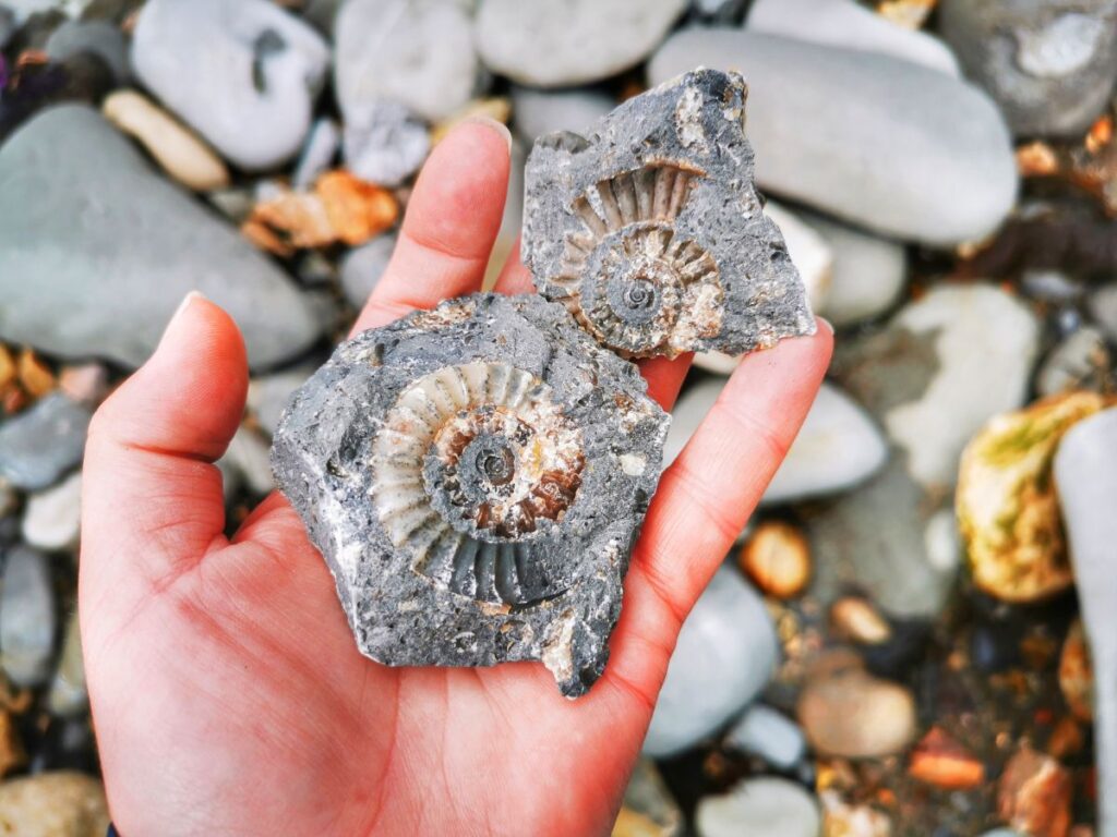 Jurassic coast fossil hunting in Lyme Regis