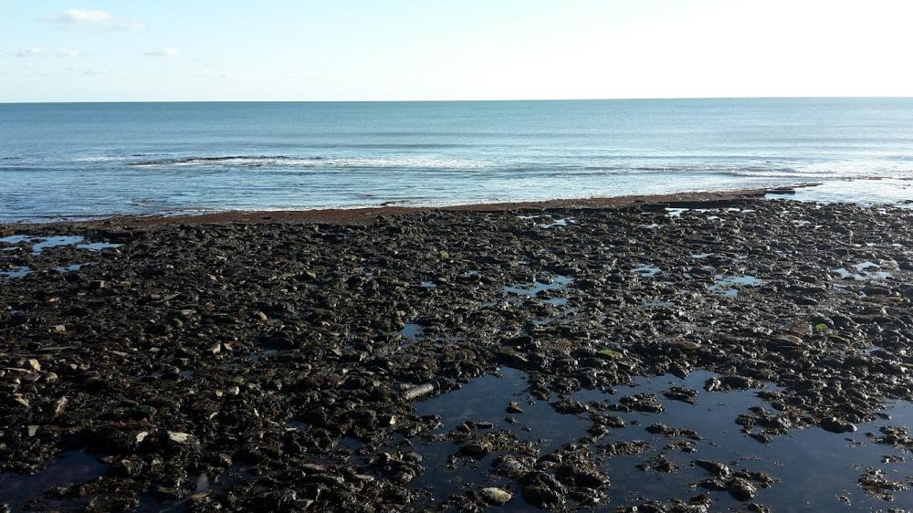 rock pooling Lyme Regis walk