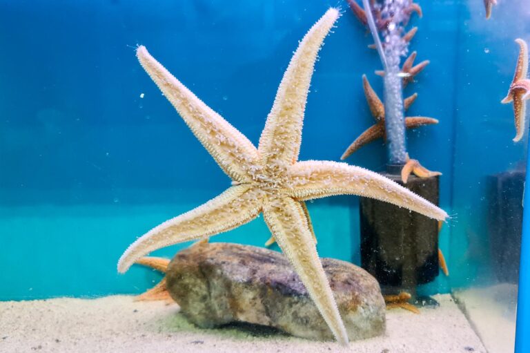 Lyme Regis marine aquarium for kids